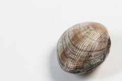 Groothandel-vis-FishXL-schelpdieren-clams_WL_9473
