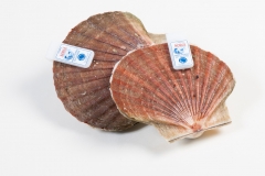 Groothandel-vis-FishXL-schelpdieren-coquilles-st-jacques_WL_9566