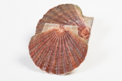 Groothandel-vis-FishXL-schelpdieren-coquilles-st-jacques_WL_9569