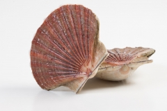 Groothandel-vis-FishXL-schelpdieren-coquilles-st-jacques_WL_9571