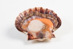 Groothandel-vis-FishXL-schelpdieren-coquilles-st-jacques_WL_9572