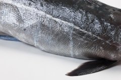 Groothandel-vis-FishXL-vis-kabeljauw_WL_9550