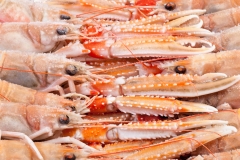 Groothandel-vis-FishXL-schaaldieren-langoustine_WL_9683