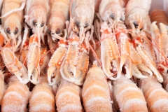 Groothandel-vis-FishXL-schaaldieren-langoustine_WL_9685