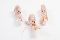 Groothandel-vis-FishXL-schaaldieren-langoustine_WL_9689