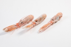 Groothandel-vis-FishXL-schaaldieren-langoustine_WL_9690