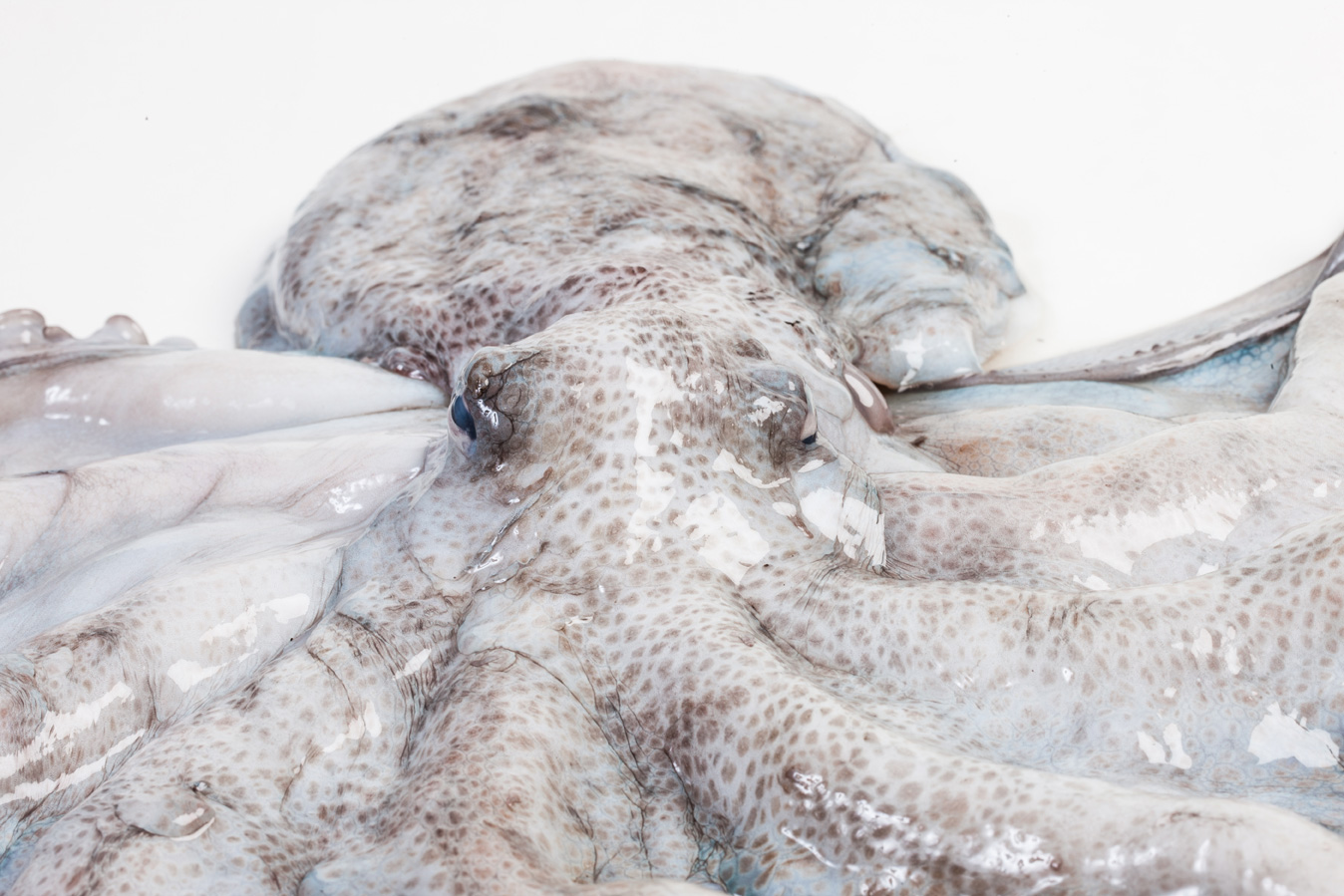 Groothandel-vis-FishXL-vis-octopus_WL_9587
