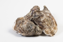 Groothandel-vis-FishXL-schelpdieren-oesters-bretagne_WL_9522