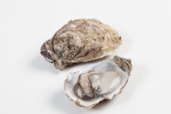Groothandel-vis-FishXL-schelpdieren-oesters-bretagne_WL_9524