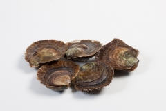 Groothandel-vis-FishXL-schelpdieren-zeeuwse-platte-oesters_WL_9839