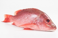 Groothandel-vis-FishXL-vis-rode-snapper_WL_9545