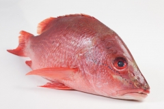 Groothandel-vis-FishXL-vis-rode-snapper_WL_9547