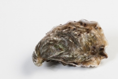 Groothandel-vis-FishXL-schelpdieren-umami-oesters_WL_9494