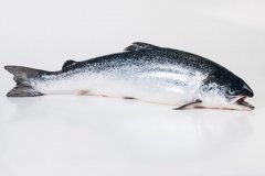Groothandel-vis-FishXL-vis-atlantische-zalm_WL_9023