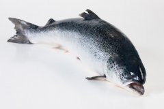 Groothandel-vis-FishXL-vis-atlantische-zalm_WL_9027