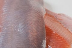 Groothandel-vis-FishXL-vis-zalmfilet_WL_9064
