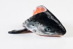 Groothandel-vis-FishXL-vis-zalmkoppen_WL_9043