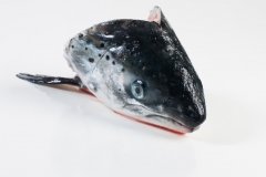 Groothandel-vis-FishXL-vis-zalmkoppen_WL_9044
