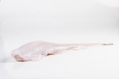 Groothandel-vis-FishXL-vis-zeewolf_WL_9100