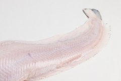 Groothandel-vis-FishXL-vis-zeewolf_WL_9104