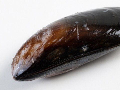 Mussels