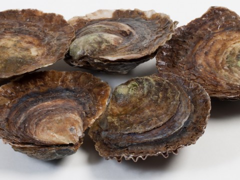 Oesters