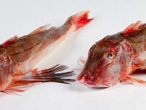 Tub gurnard