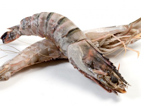 Prawn