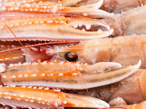 Langoustines