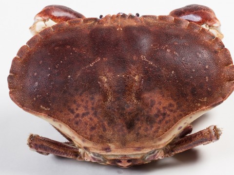 Crab