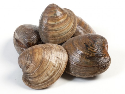 Clams