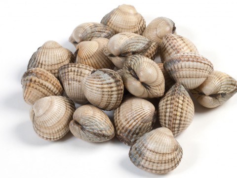 Herzmuscheln