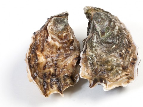 Umami oysters