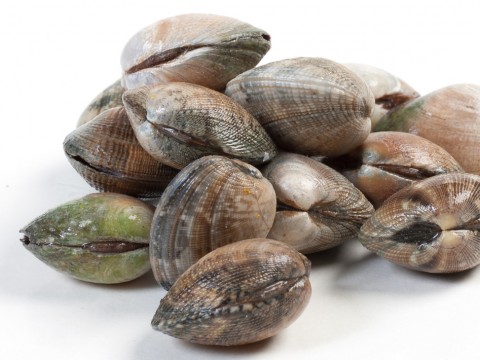 Vongole