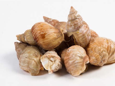 Whelks