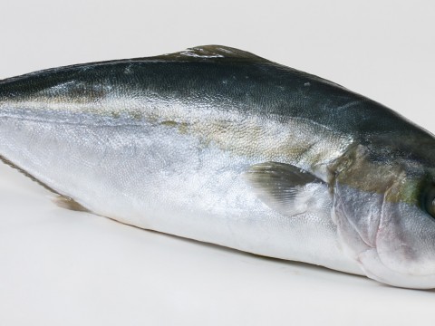 Hamachi – yellowtail kingfish