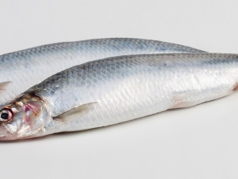 Herring