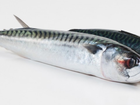 Mackerel