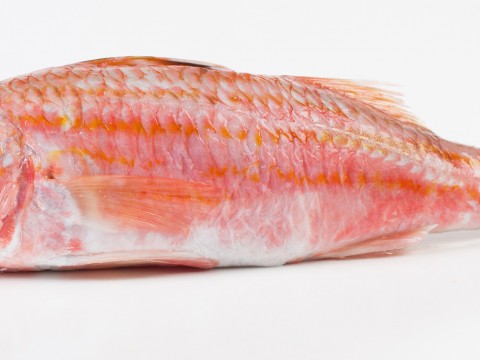 Red mullet