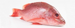 Red Snapper