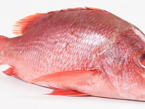 Red snapper