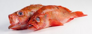 Groothandel-vis-FishXL-vis-roodbaars_WL_9181-featured