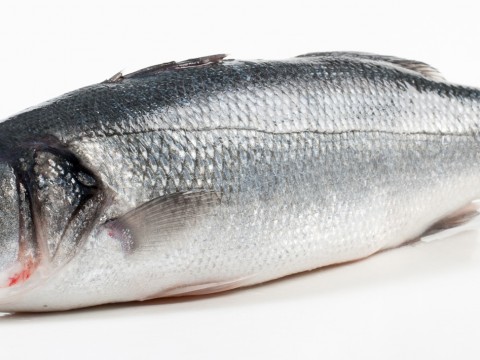 Seabass