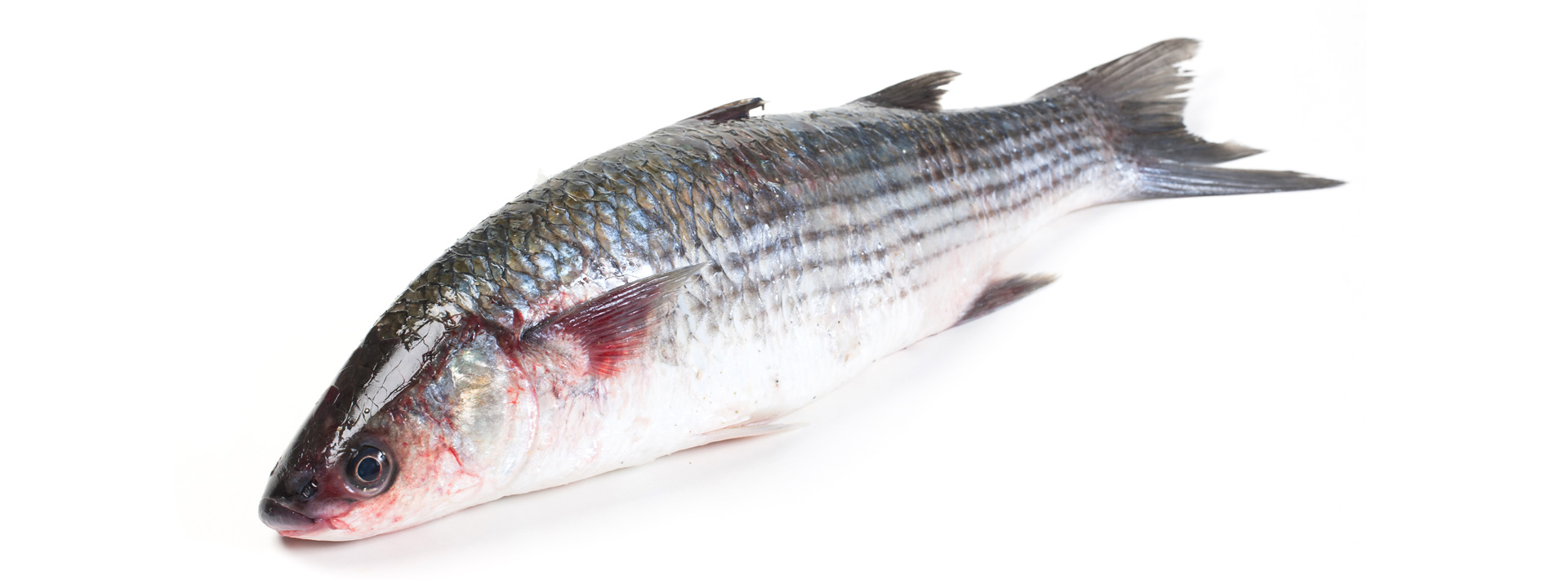 Fish XL