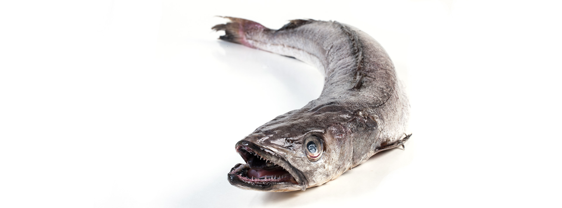 Fish XL