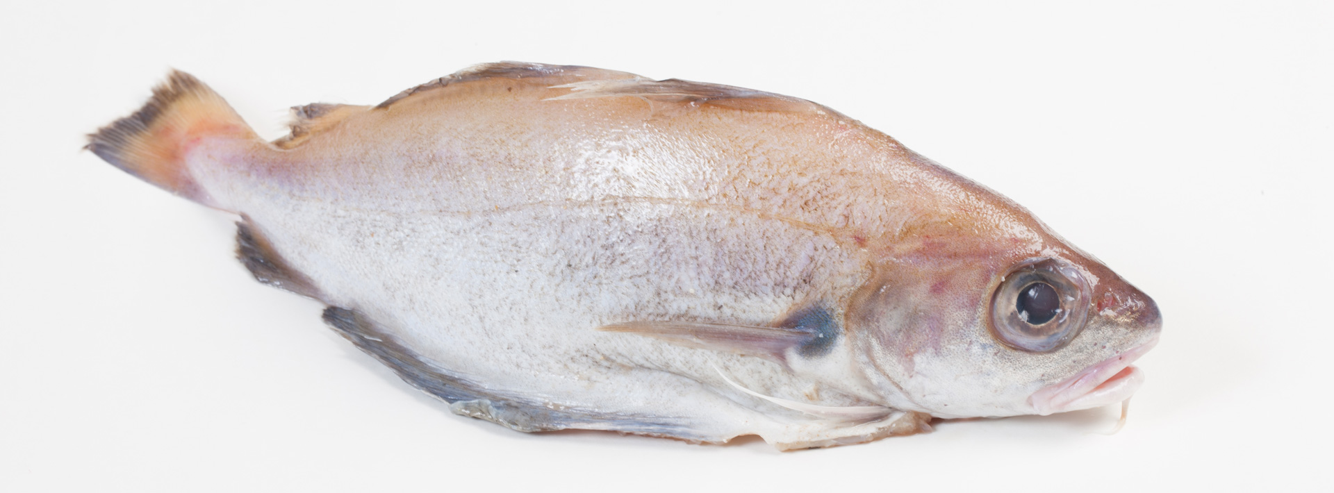 Fish XL