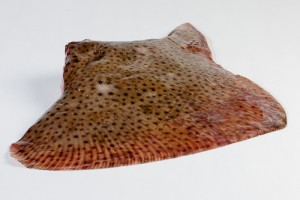 Rogvleugel
