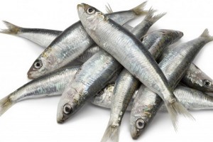 Verse Sardines