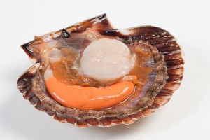 Coquilles in de schelp