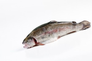 Forel